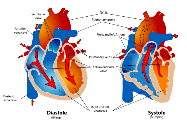 what is the pumping action of the heart