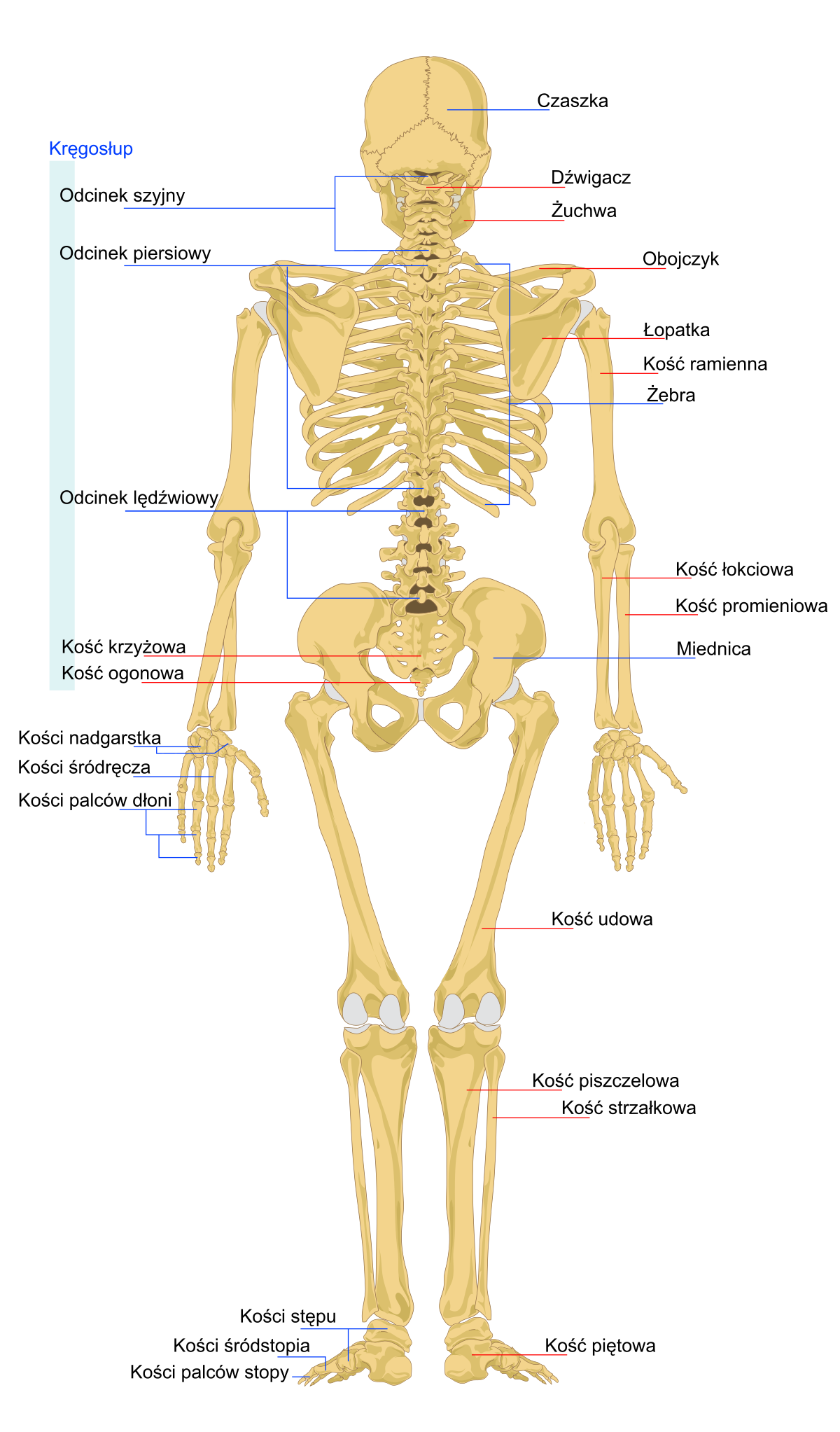 Plik:Human skeleton back pl.svg – Wikipedia, wolna encyklopedia