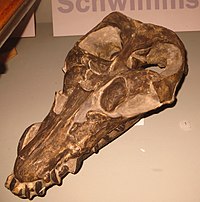 Anningasaura