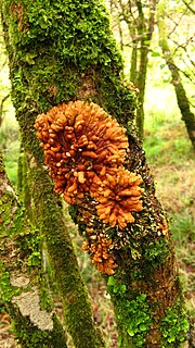 <i>Hypocreopsis rhododendri</i> species of fungus