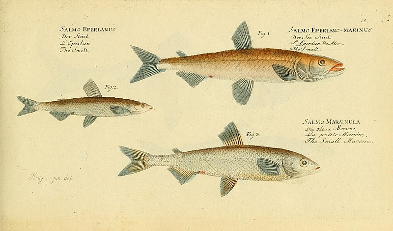 File:Ichthyologie; ou, Histoire naturelle des poissons (Plate 28) (6918328086).jpg