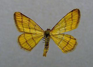 <i>Idaea aureolaria</i> Species of moth