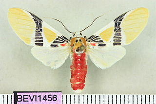 <i>Idalus carinosa</i> Species of moth