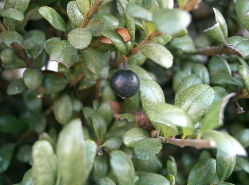 File:Ilex crenata f bullata1.jpg