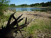 Illmensee - Volzweiher with reed banks.jpg