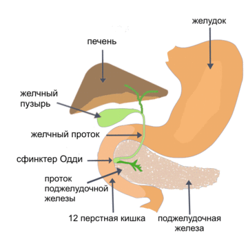 Жёлчный пузырь