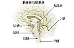 松果體的缩略图