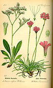 Gravure ancienne de couleur représentant une plante avec description scientifique.