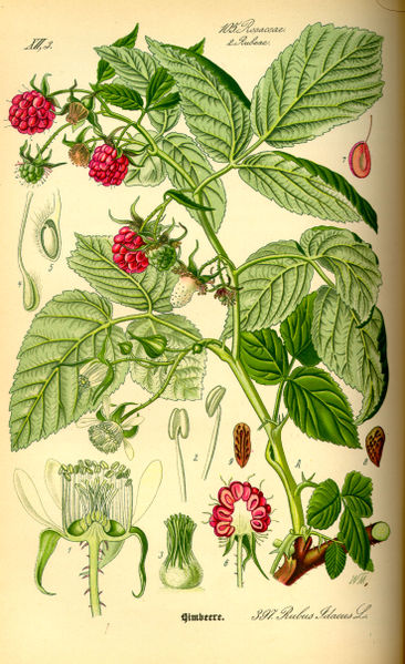 File:Illustration Rubus idaeus0.jpg