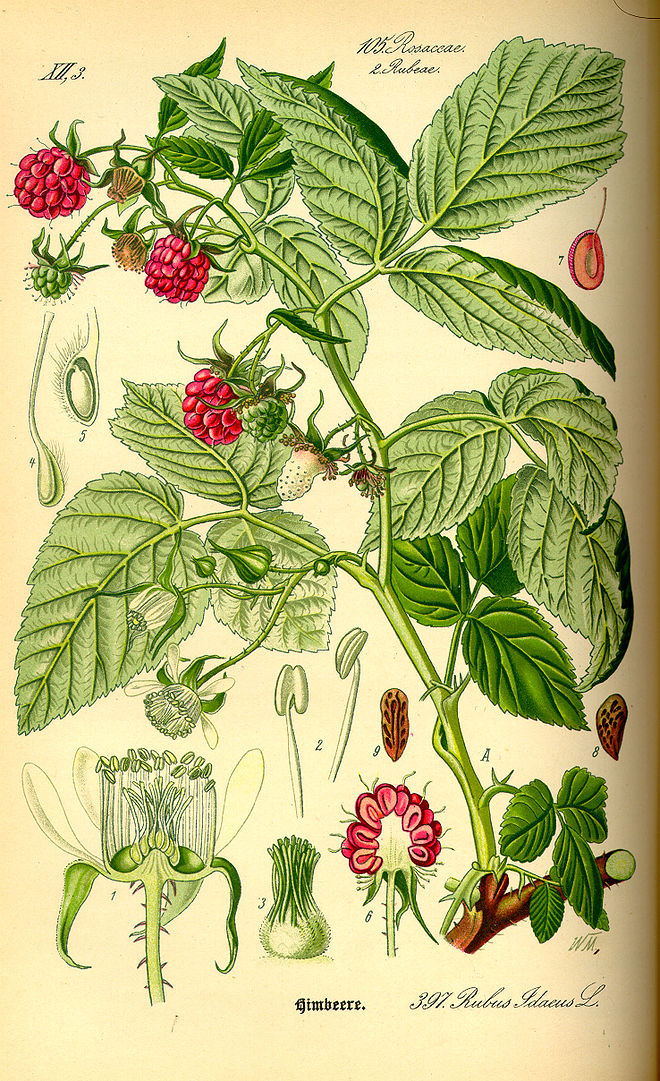 Illustration Rubus idaeus0.jpg