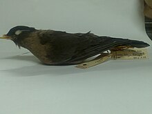 Example of a study skin Indian Blackbird at BNHS.jpg