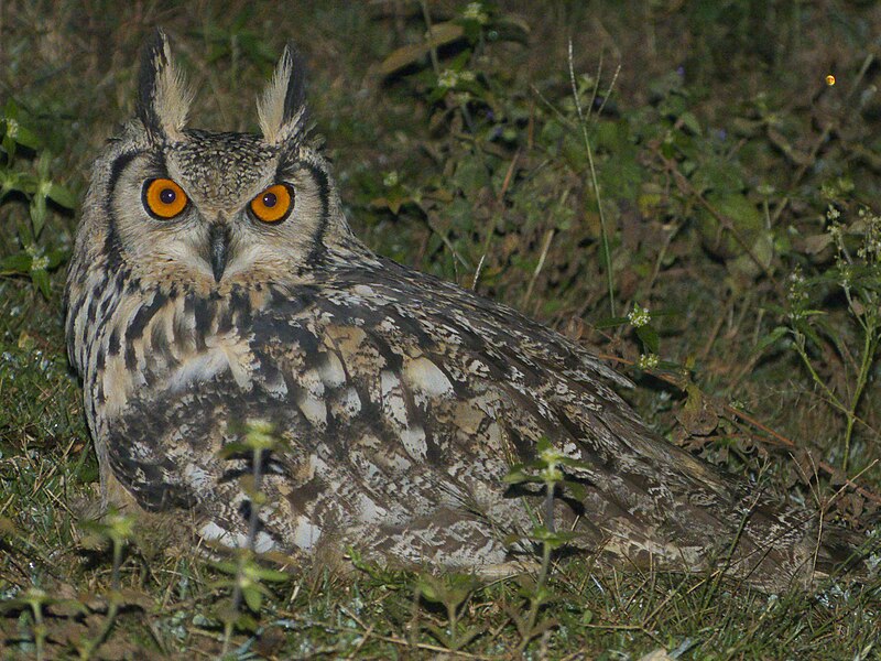 Indian eagle owl Bubo bengalensis hutom pecha small.jpg