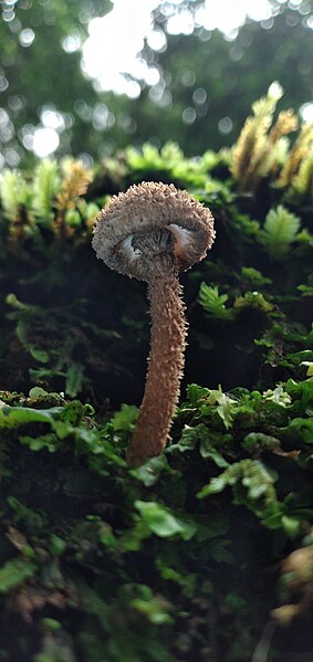 File:Inocybe hystrix 105188273.jpg