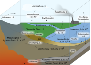 Iodine in biology Description of the elements function as an essential trace element