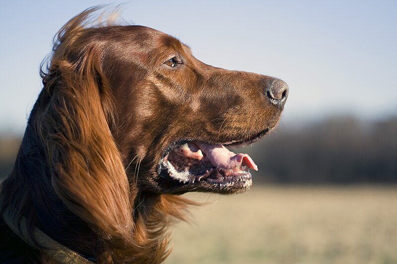 File:Irish Red Setter.jpg