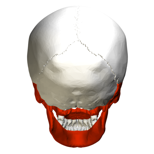 File:Irregular bones in skull - psoterior view.png