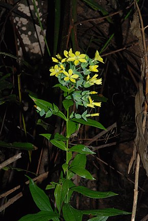 Descrição da imagem Ixanthus viscosus.jpg.