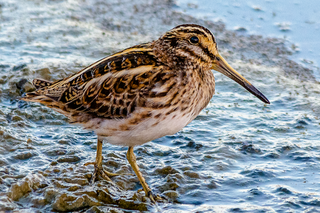 <span class="mw-page-title-main">Jack snipe</span> Species of bird