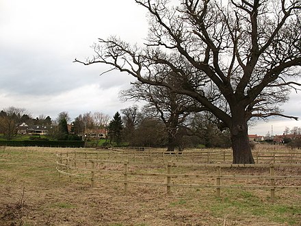 One of the fenced off trees in Jacob Smith Park Jacob Smith Park, Scriven - geograph.org.uk - 682998.jpg