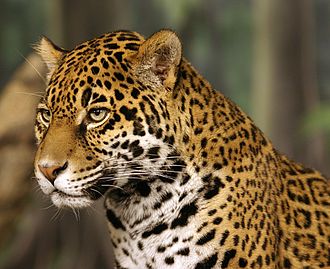 North Creek's mascot is El Jefe the Jaguar. Jaguar head shot-edit2.jpg