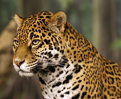 Die jaguar (Panthera onca) se kop van naby gesien, soos afgeneem in die Milwaukee County dieretuin, Milwaukee, Wisconsin.