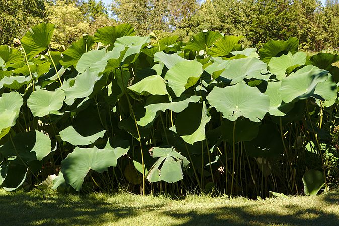 English: Sacred lotus Nelumbo nucifera in botanical garden "Jardin des Martels". Français : Lotus sacré Nelumbo nucifera au jardin botanique « Jardin des Martels ».