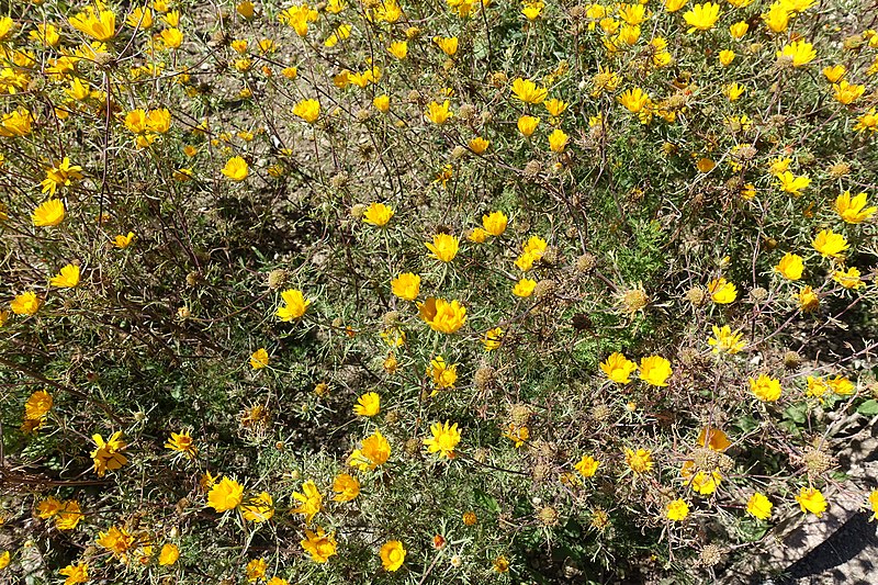 File:Jardin des Plantes @ Paris (27598270574).jpg