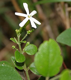 <i>Jasminum auriculatum</i> Species of jasmine