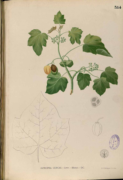 File:Jatropha curcas Blanco2.384-original.png