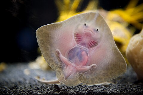 young ray at the Nausicaa aquarium