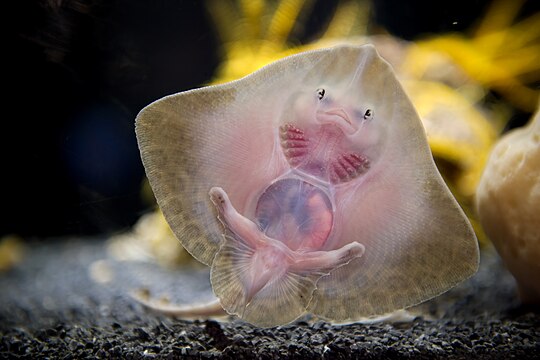 "Jeune-raie-aquarium-Nausicaa-Luc-Viatour.jpg" by User:Lviatour