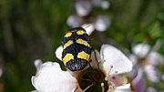 Thumbnail for File:Jewel Beetle on Pink Tea-tree (11046439283).jpg