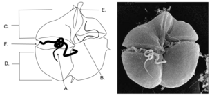 <span class="mw-page-title-main">Kareniaceae</span> Family of protists