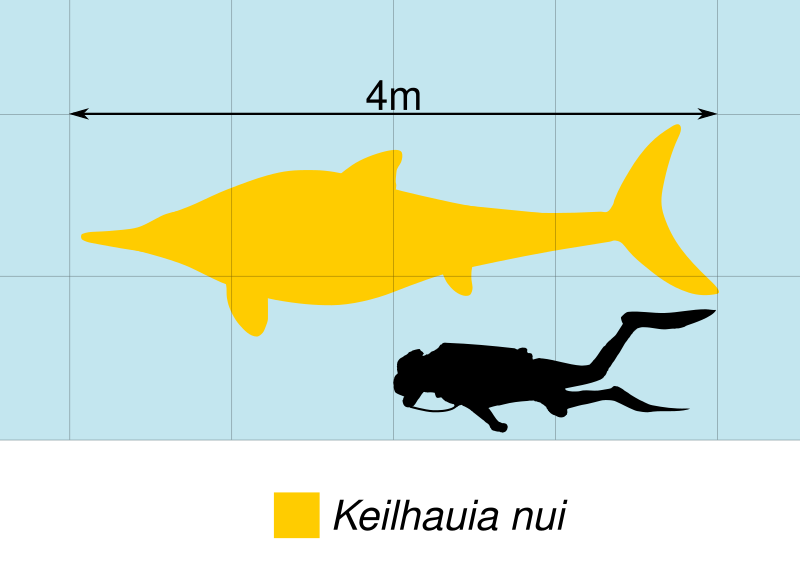 File:Keilhauia Scale.svg