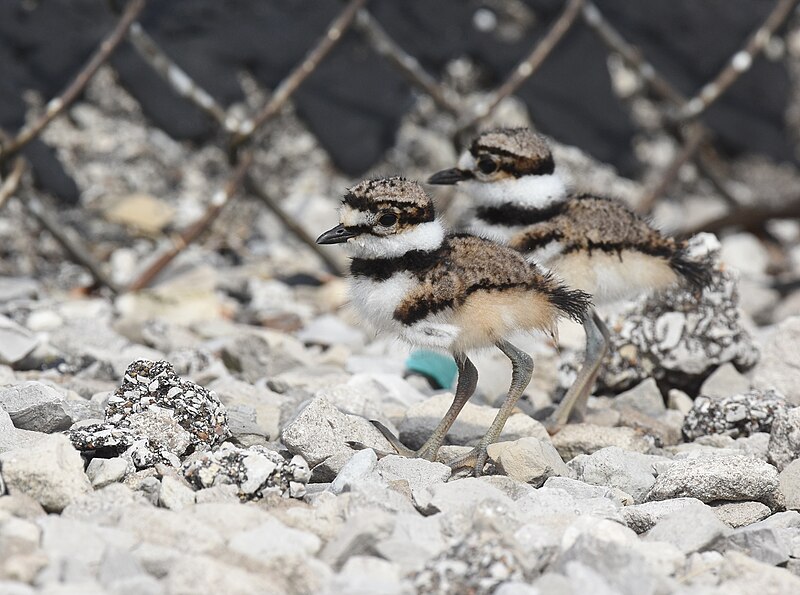 File:Killdeer (48082854023).jpg