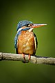 * Nomination Kingfisher on branch in Yala National Park. By User:Byrdyak --Augustgeyler 21:19, 16 May 2023 (UTC) * Promotion  Support Good quality. --Rjcastillo 00:31, 17 May 2023 (UTC)