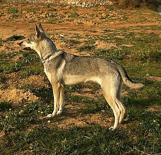 Lobito Herreño Spanish breed of dog