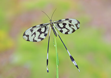 Nemoptera sinuata