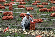 Farmworker puts onions into large mesh bags