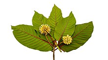 Kratom ha foglie ovali-acuminate verde scuro e fiori globosi gialli.