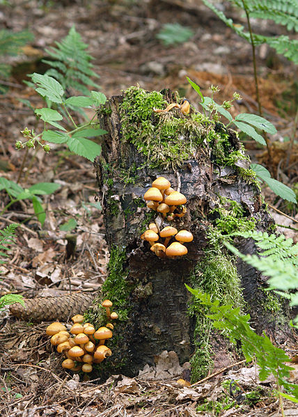 File:Kuehneromyces mutabilis LC0075.jpg