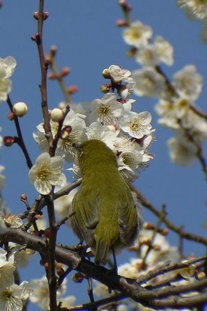 Mejiro (Zosterops japonica) loves nectar of Ume (Prunus mume), expect for spring!