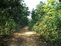 Kuladiha Wildlife Sanctuary, Baleswar district, Odisha