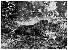 Léopard de Barbarie (Panthera Pardus Panthera), 1890 Kabylie, Algérie.jpg