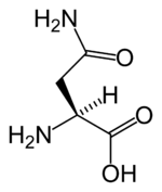 Chemical structure of Asparagina