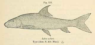 <span class="mw-page-title-main">Clanwilliam sandfish</span> Species of fish