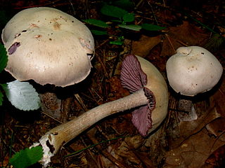 <i>Laccaria ochropurpurea</i> Species of edible mushroom