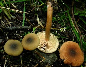 The olive-brown alder milkling (Lactarius obscuratus)