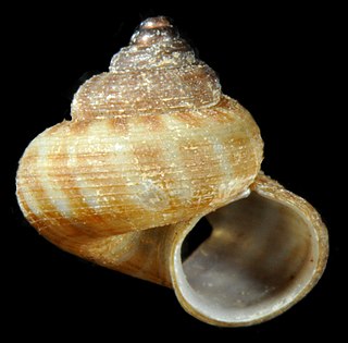 <i>Lagocheilus</i> Genus of gastropods