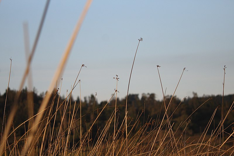 File:Laguna torca 3.jpg